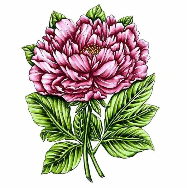 Couture Creations Stamp & Colour Vintage Blooms - Peony (5pc) Flowers